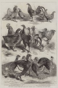 Aves premiadas no show de aves e pombos realizado recentemente em Birmingham